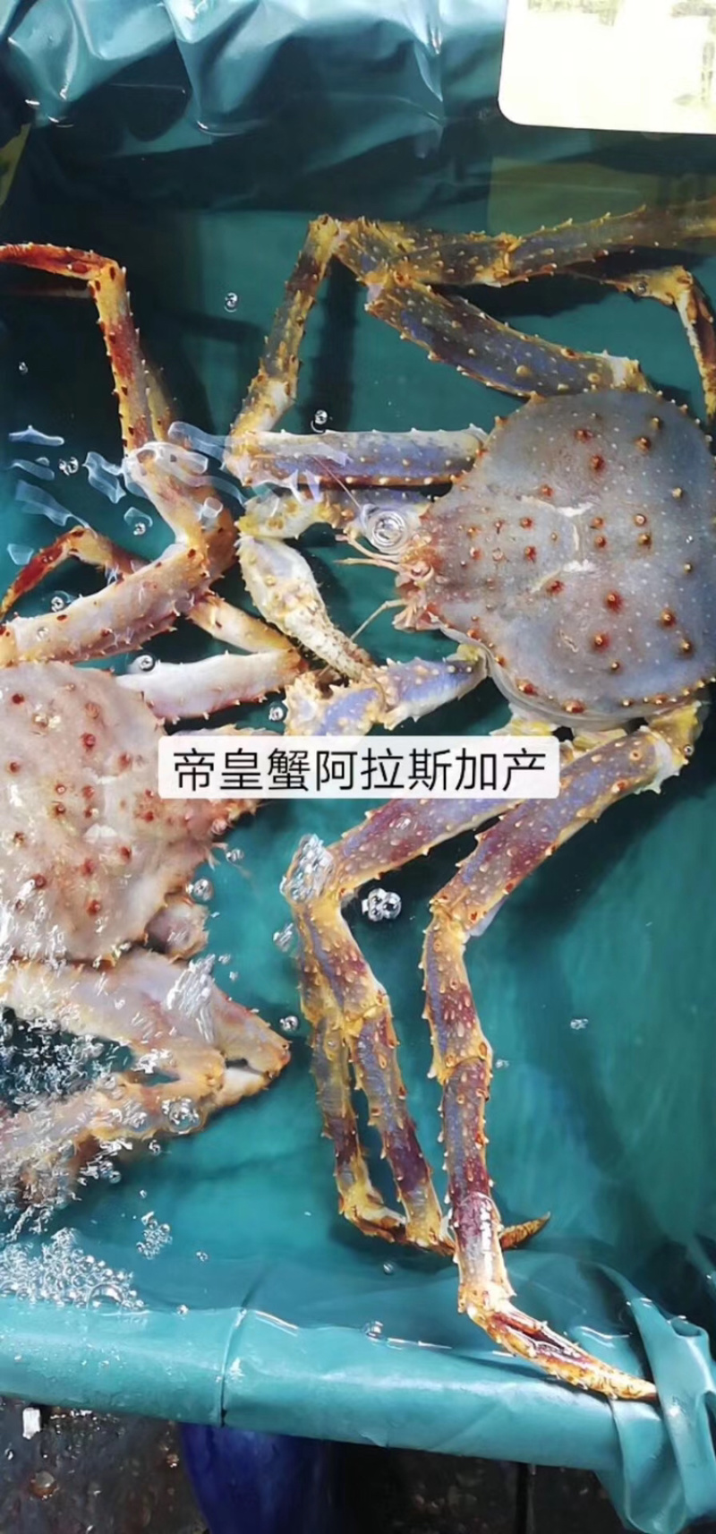 帝皇蟹阿拉斯加蟹，规格大小都有