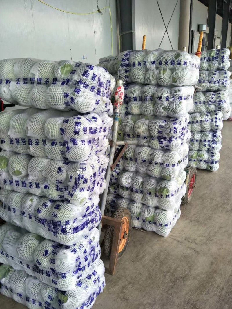 精品甘蓝质量保证全国代发可线上交易合作共赢