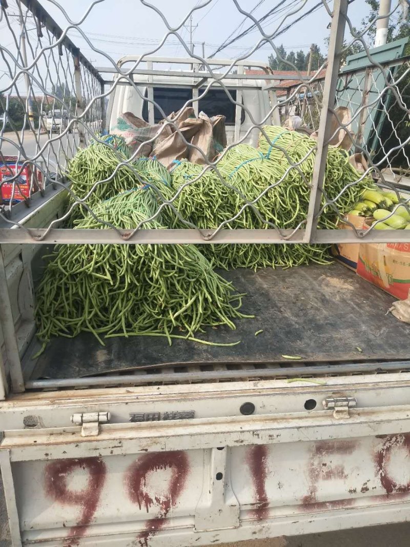 豆角大量上市了