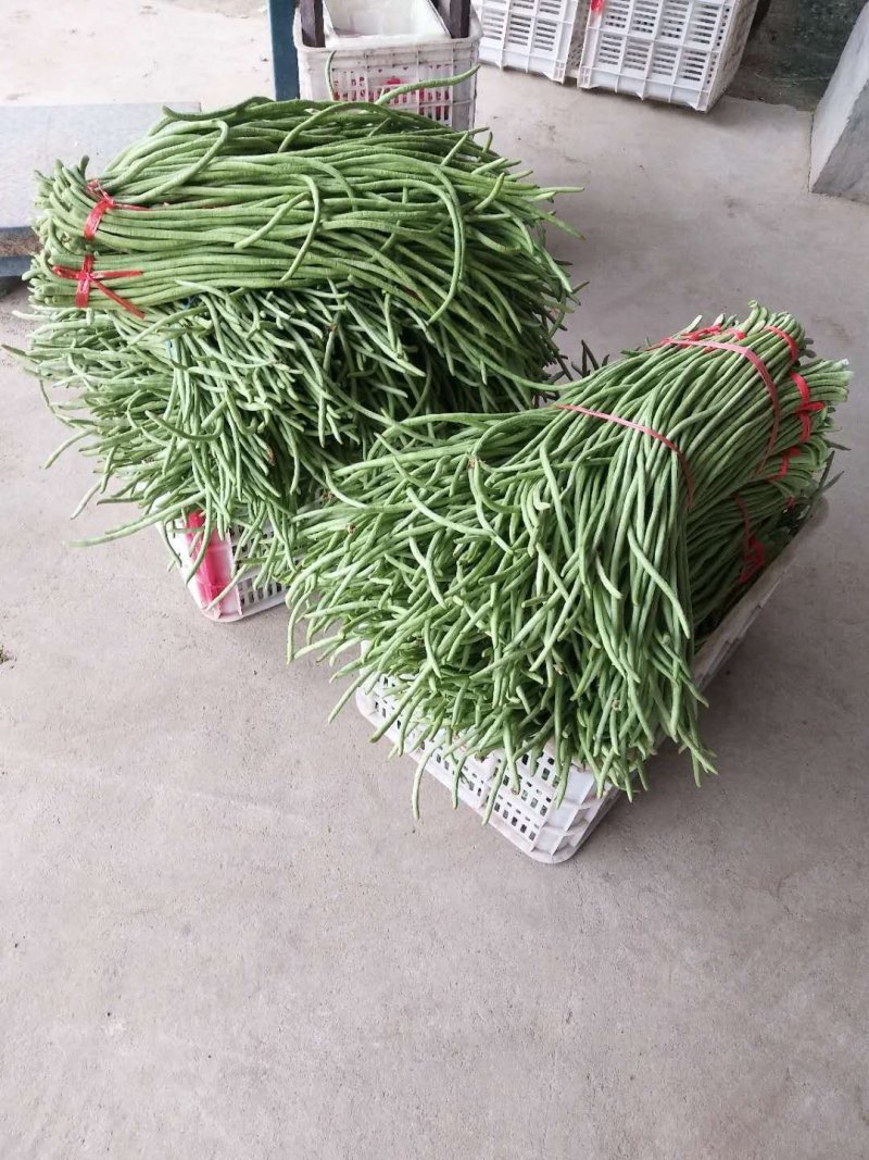 豆角大量上市了