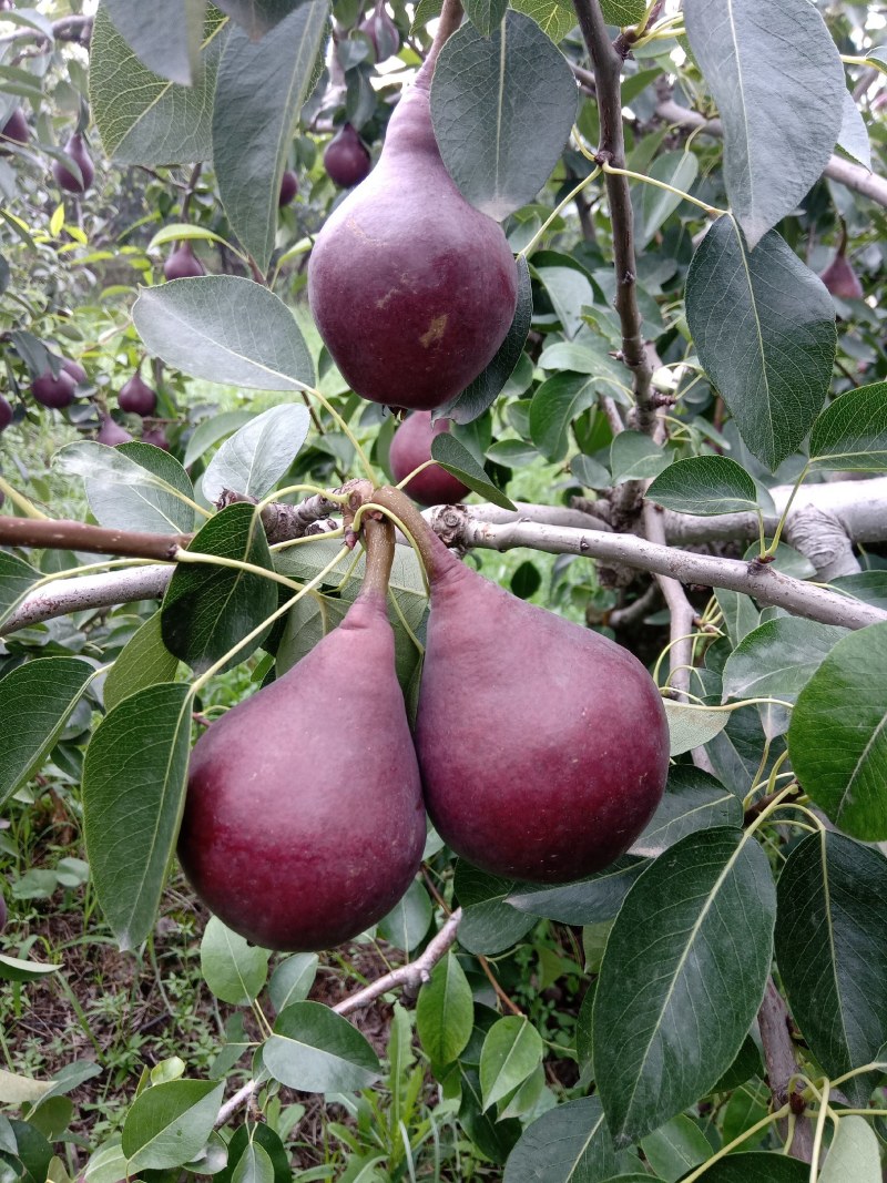 红考密斯，红啤梨，吸管梨