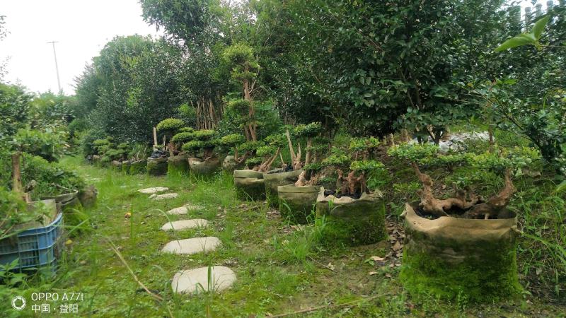 赤楠等等，各种天然舍利子古桩盆景