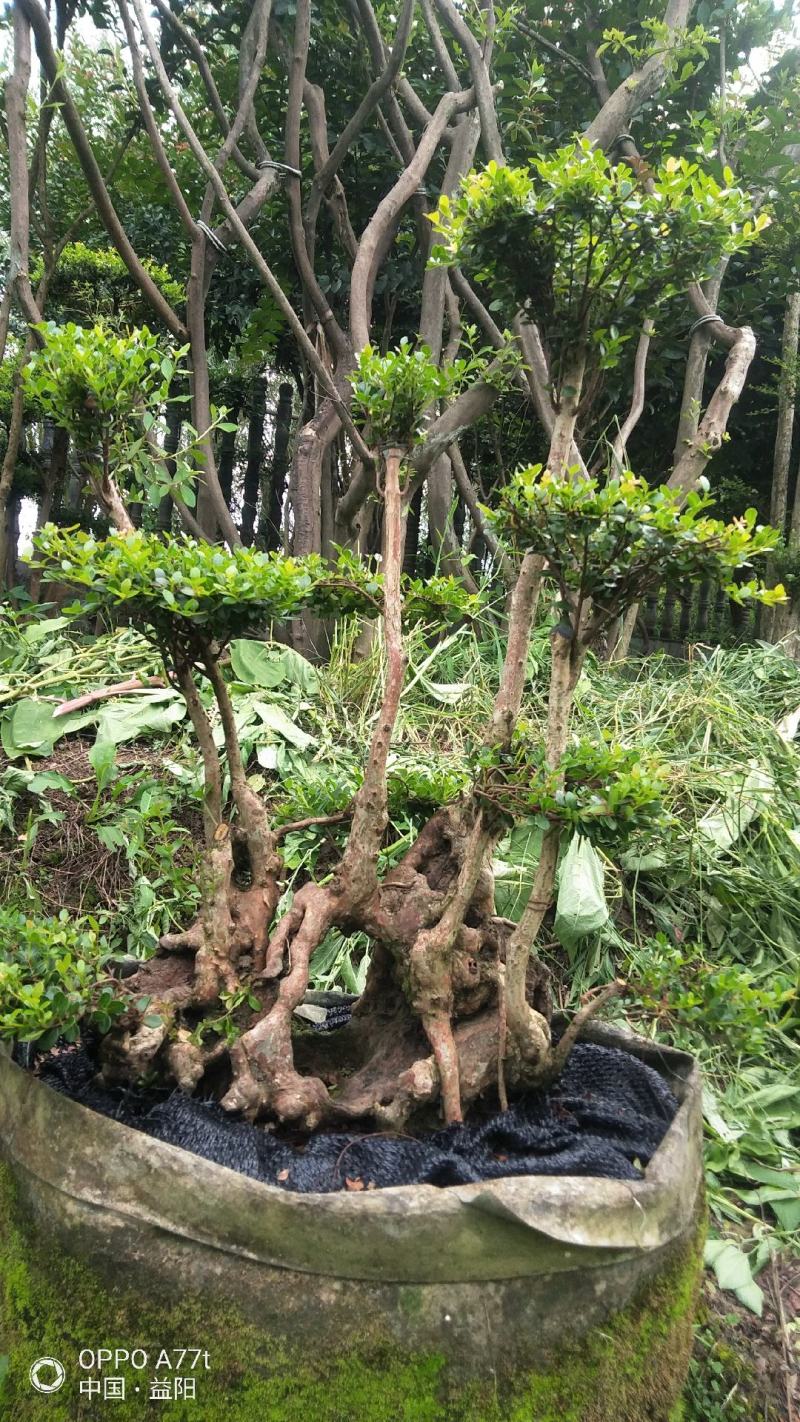 赤楠等等，各种天然舍利子古桩盆景
