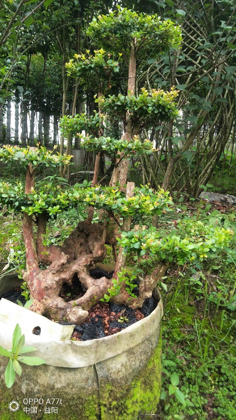 赤楠等等，各种天然舍利子古桩盆景