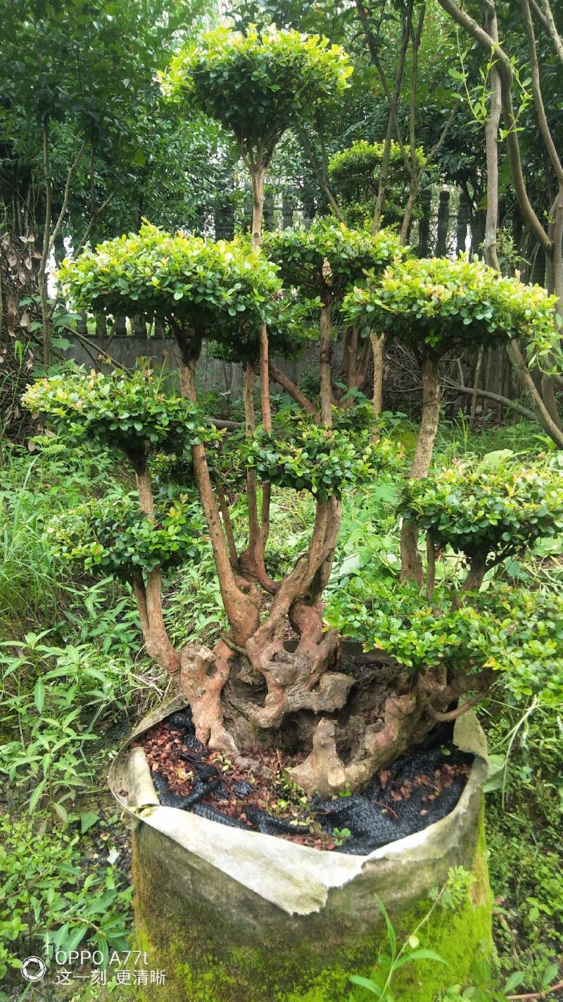 赤楠等等，各种天然舍利子古桩盆景