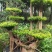 赤楠等等，各种天然舍利子古桩盆景