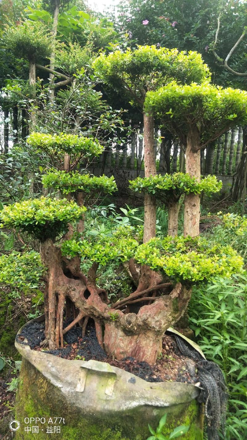赤楠等等，各种天然舍利子古桩盆景