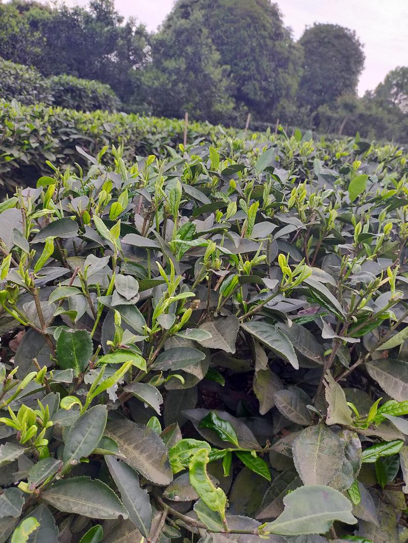 四川成都绿茶苗2公分左右大茶树苗第二年可采茶