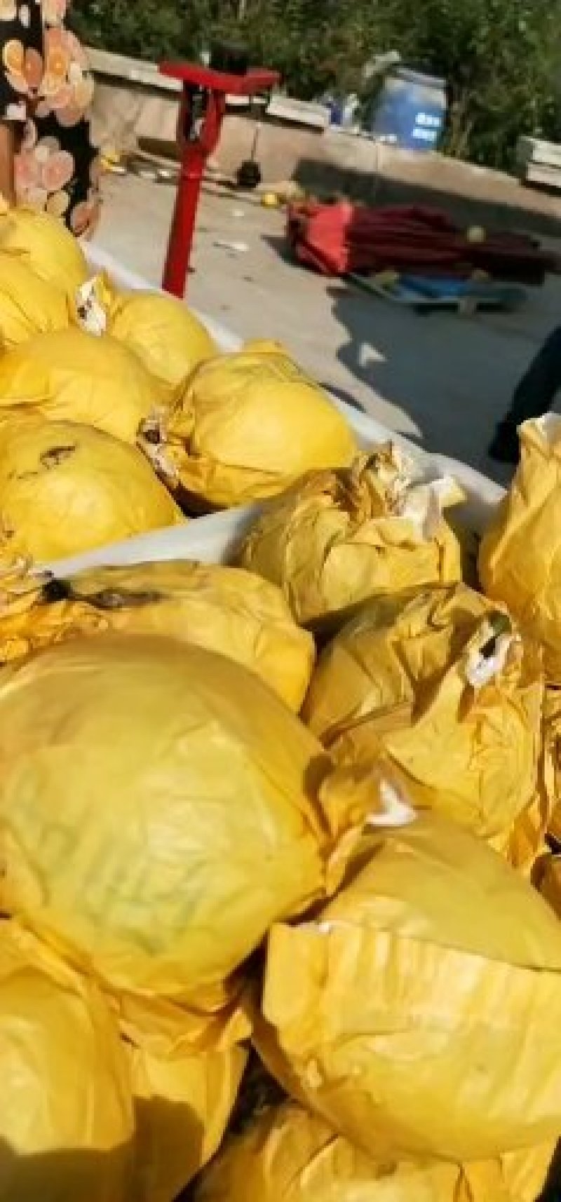 翠玉梨，纸袋，果面干净，一手货源，保证质量，随到随收