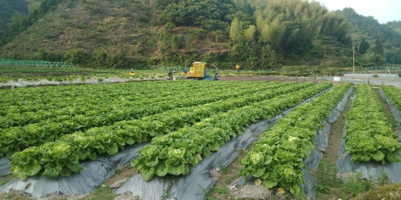 五号快白白菜