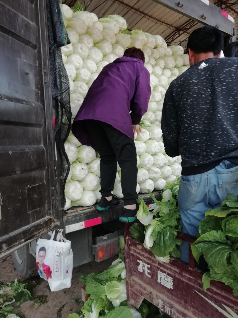 河北黄心玲珑黄白菜4/5/6斤基地直供量大从优质量