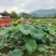 碗莲种子河花种子睡莲种子莲花种子水生植物种子污水治理开花