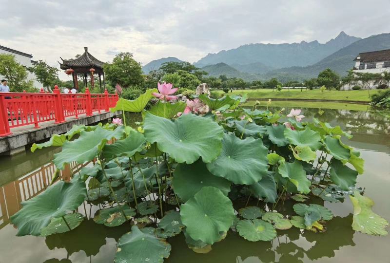 碗莲种子河花种子睡莲种子莲花种子水生植物种子污水治理开花