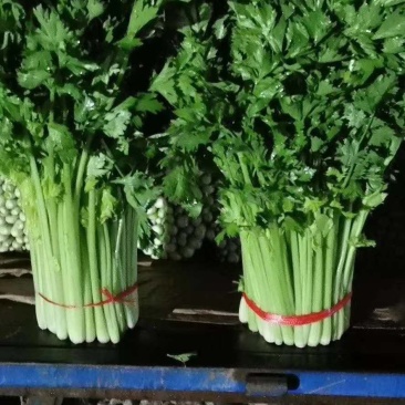 高原夏菜颜色正质量不错诚信赢天下有需要的可以联系我