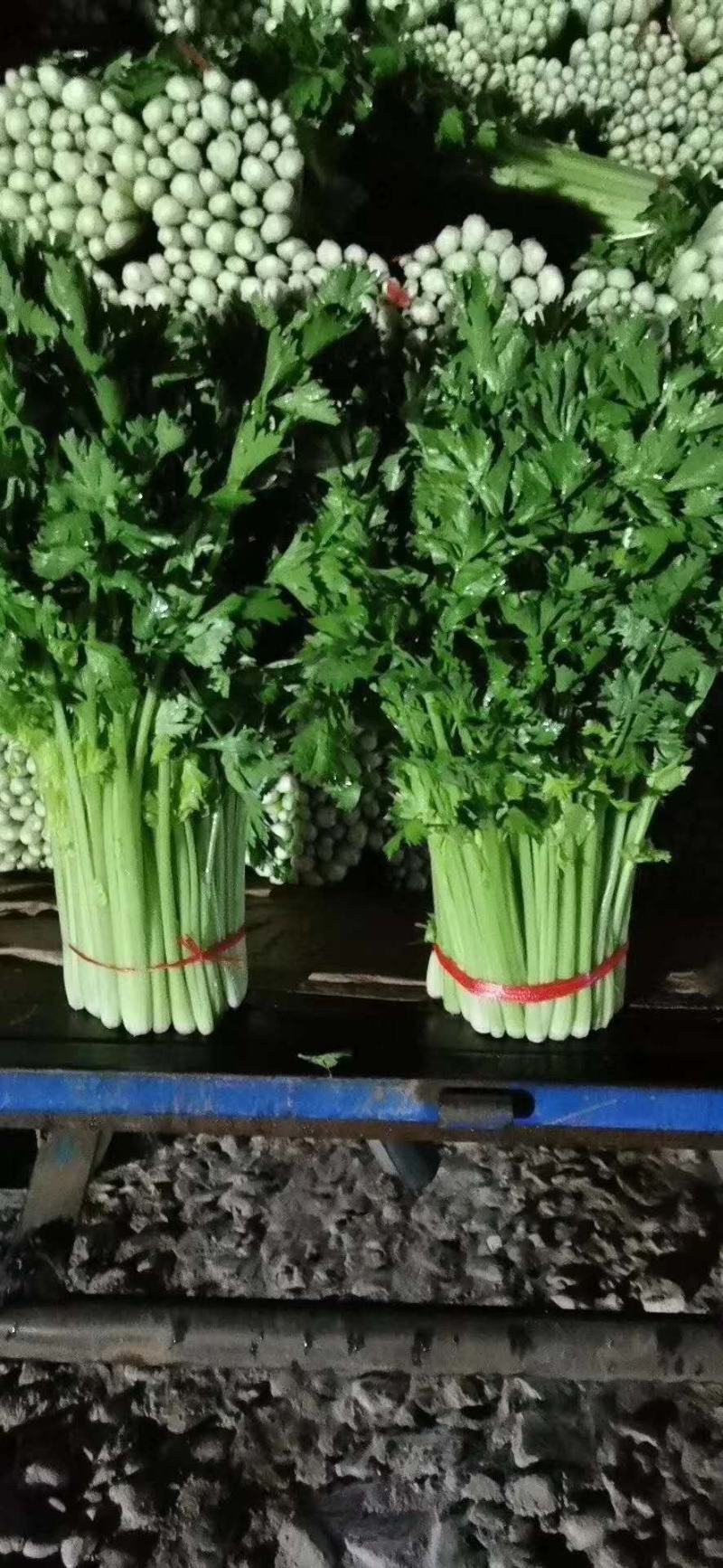 高原夏菜颜色正质量不错诚信赢天下有需要的可以联系我