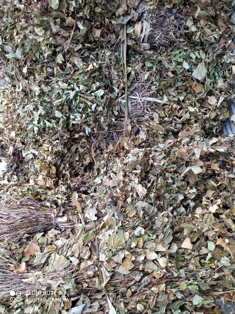 贵州深山老林野生药材晒干鱼腥草干货折耳根无杂质产地直发