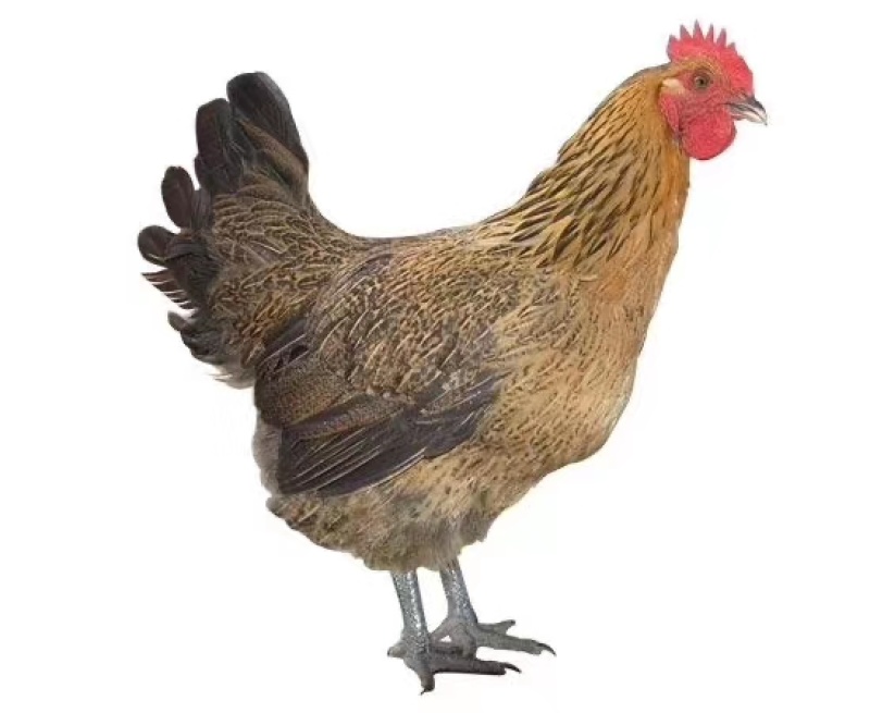 青脚麻鸡苗，包打疫苗，包成活到家！！正宗青脚