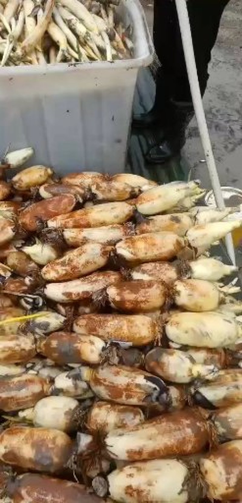 莲藕基地直销，质量有保证，每天可供货三万斤