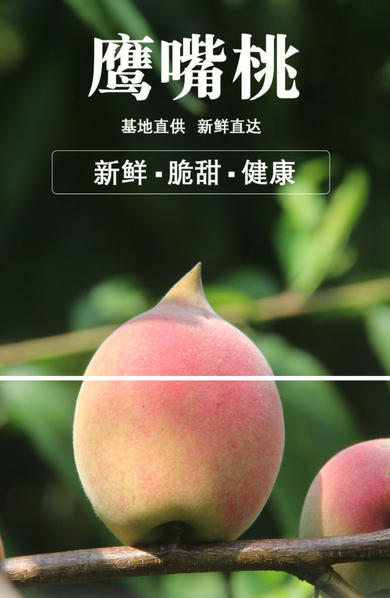 广东鹰嘴桃(特大果)净5/10斤包邮一件代发