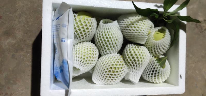 广东鹰嘴桃(特大果)净5/10斤包邮一件代发