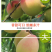 广东鹰嘴桃(特大果)净5/10斤包邮一件代发