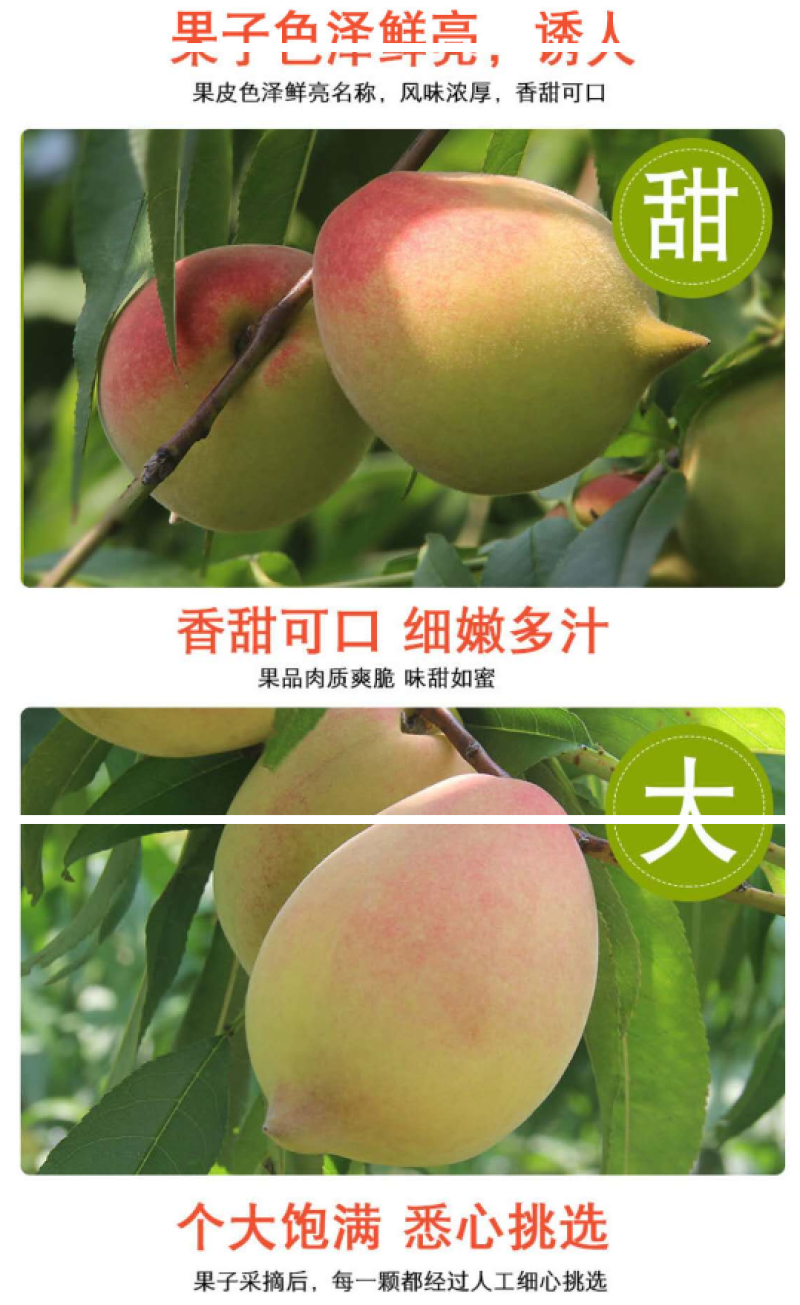 广东鹰嘴桃(特大果)净5/10斤包邮一件代发