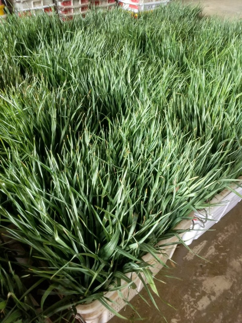棵棵红根蒜苗都是红成一样