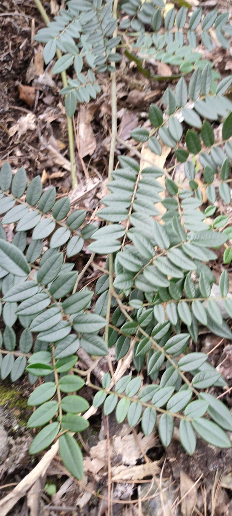 野生山豆根