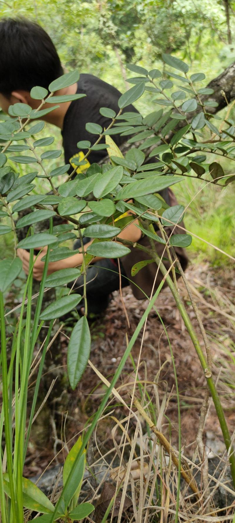 野生山豆根