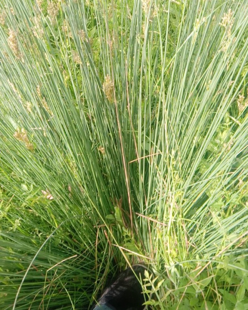野生灯心草