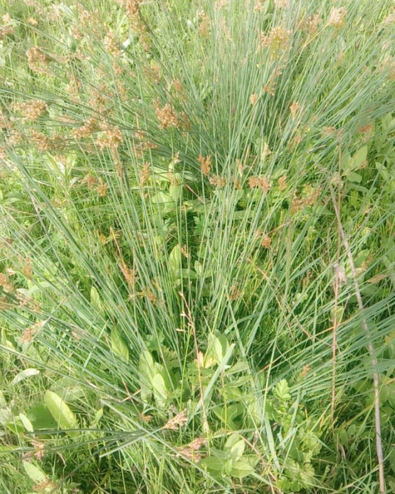 野生灯心草