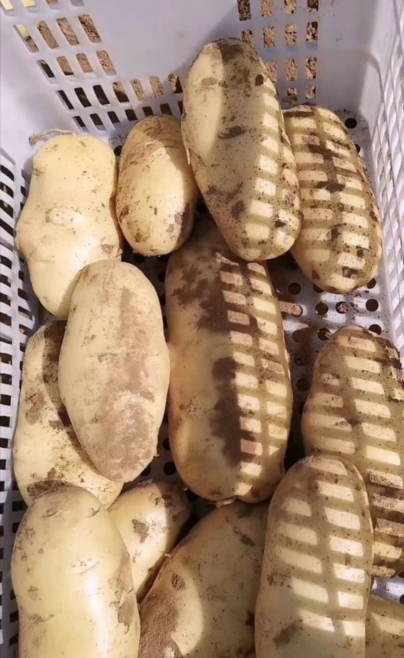 沃土五号土豆
