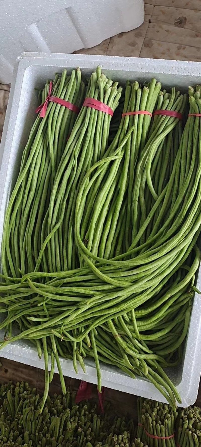 【荐】长豆角豇豆河北豆角豇豆万亩蔬菜批发基地大量供应热卖