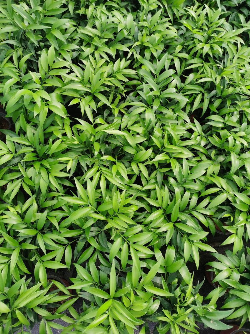 多棵组竹柏植物清香客厅卧室室内桌面四季常青木本树