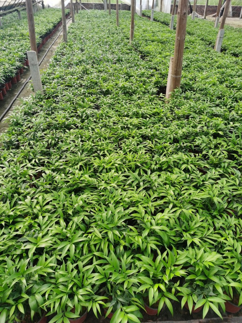 多棵组竹柏植物清香客厅卧室室内桌面四季常青木本树