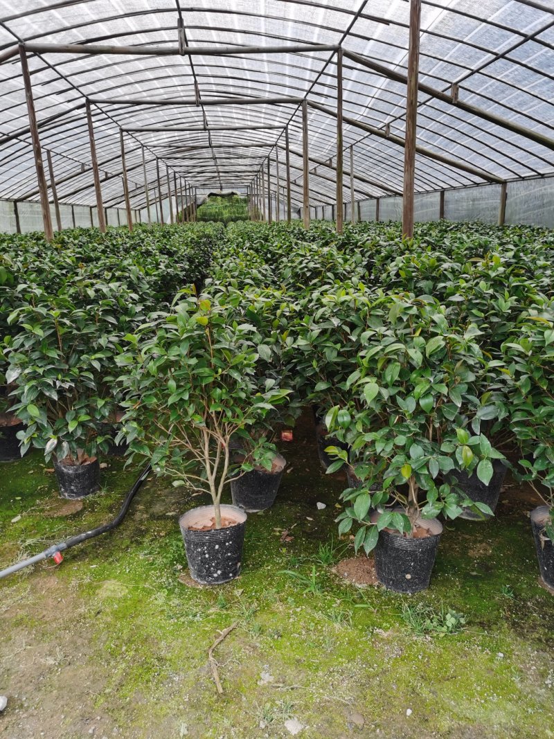 烈香茶花小苗盆栽山茶花树苗粉色香茶花四季常青绿植花卉