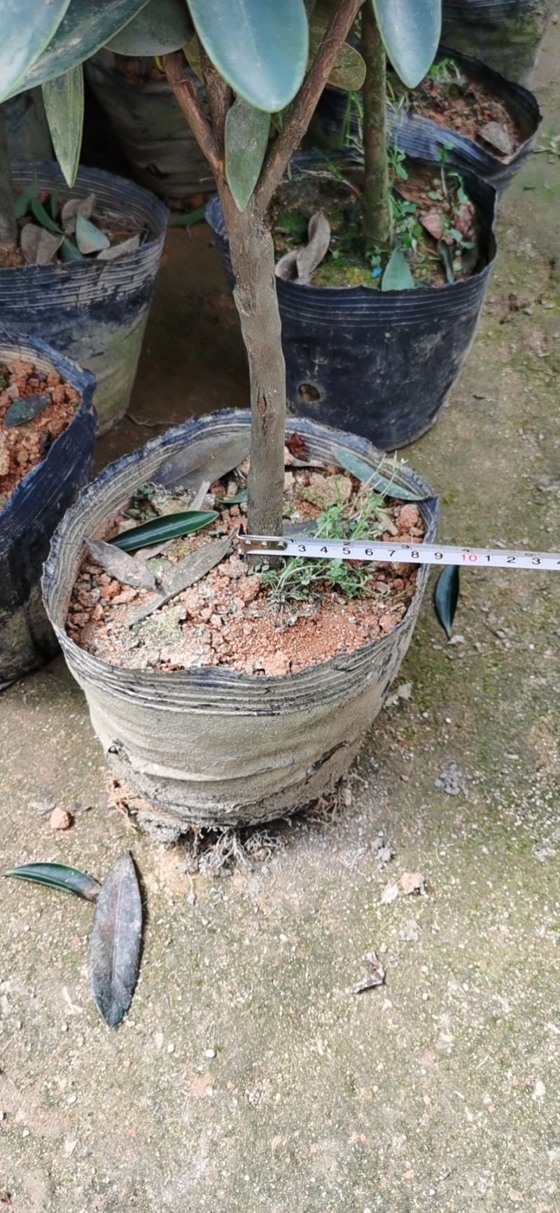 烈香茶花小苗盆栽山茶花树苗粉色香茶花四季常青绿植花卉
