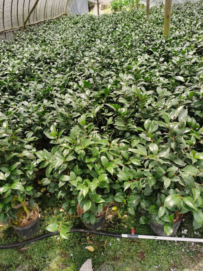烈香茶花小苗盆栽山茶花树苗粉色香茶花四季常青绿植花卉
