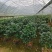 烈香茶花小苗盆栽山茶花树苗粉色香茶花四季常青绿植花卉