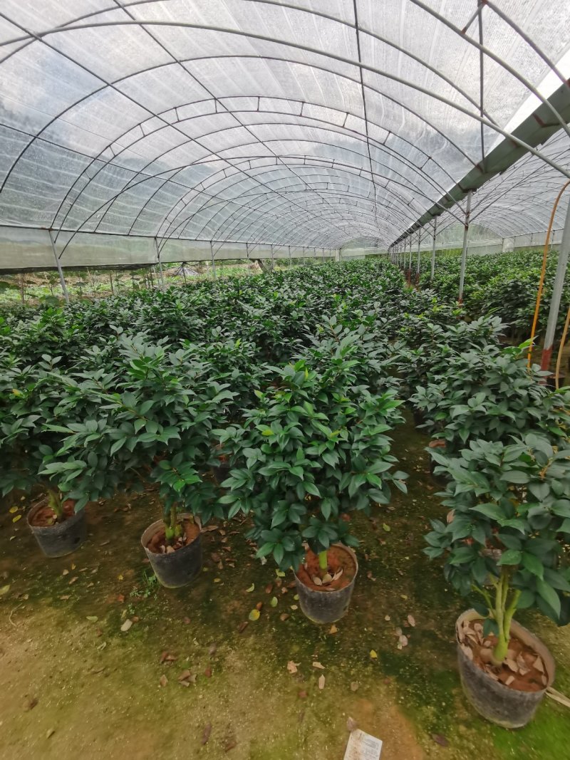 烈香茶花小苗盆栽山茶花树苗粉色香茶花四季常青绿植花卉