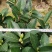烈香茶花小苗盆栽山茶花树苗粉色香茶花四季常青绿植花卉