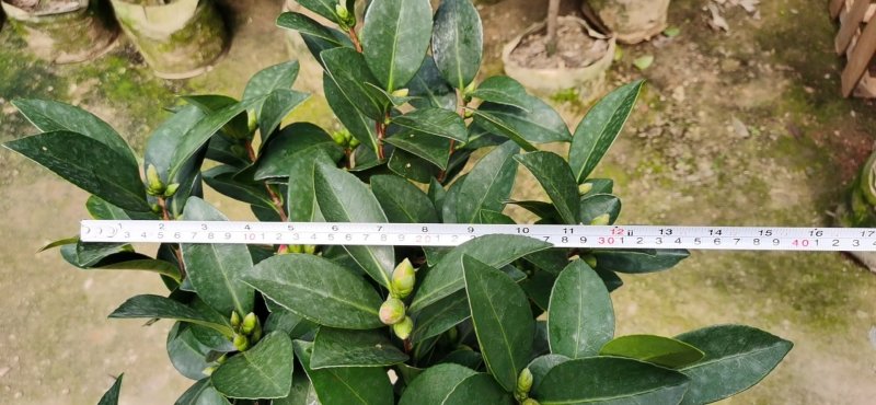 烈香茶花小苗盆栽山茶花树苗粉色香茶花四季常青绿植花卉