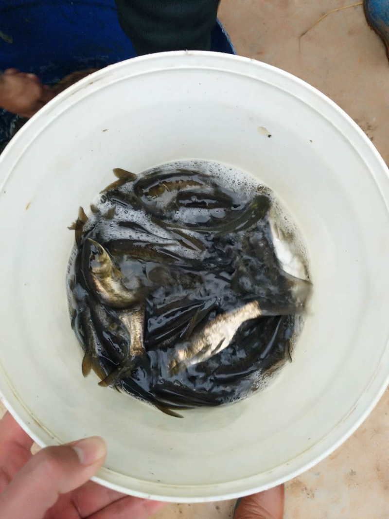 【花鲢鱼苗】优质鱼苗。质量保证。成活率高