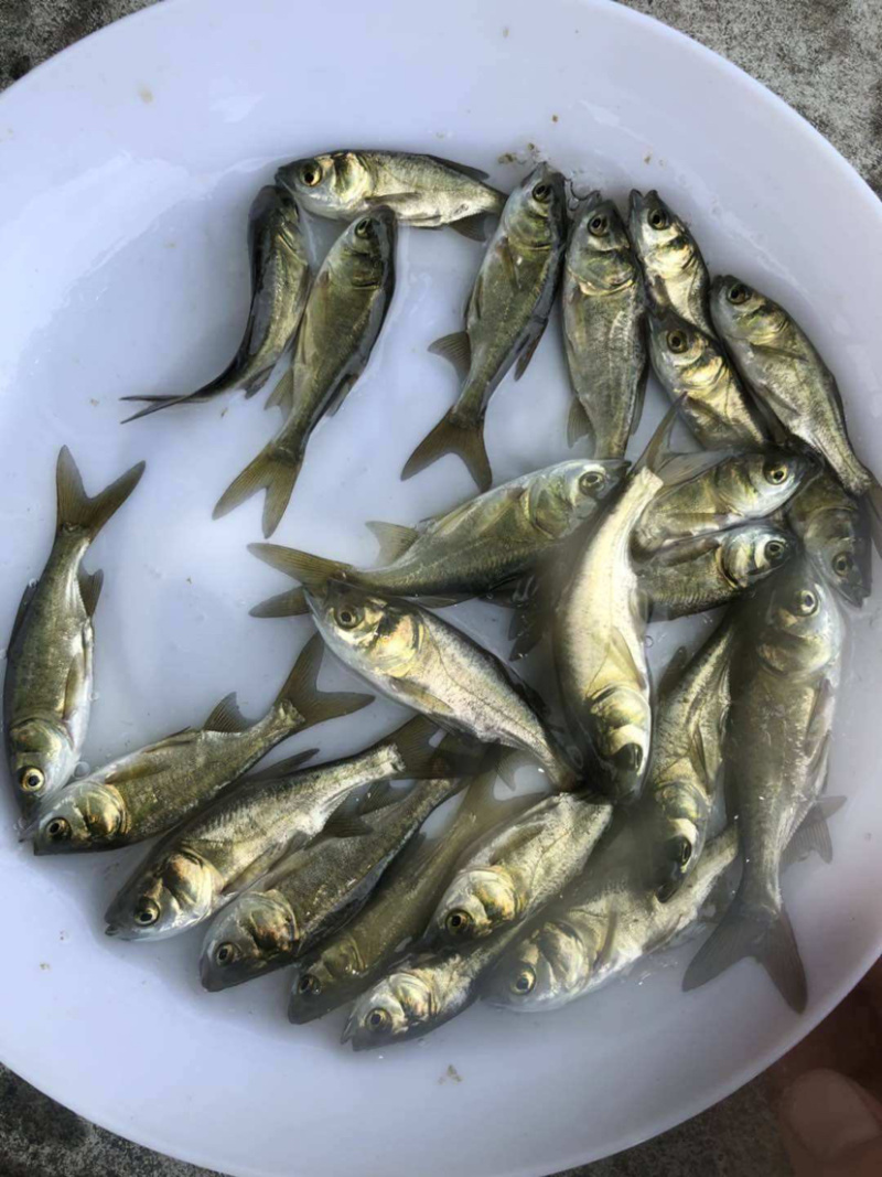 【花鲢鱼苗】优质鱼苗。质量保证。成活率高