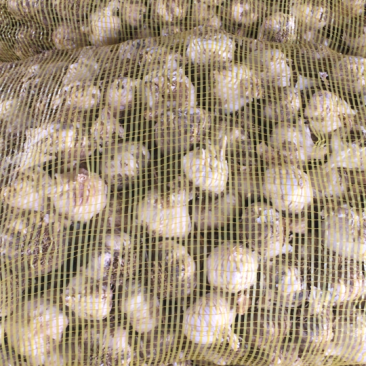 紫皮大蒜