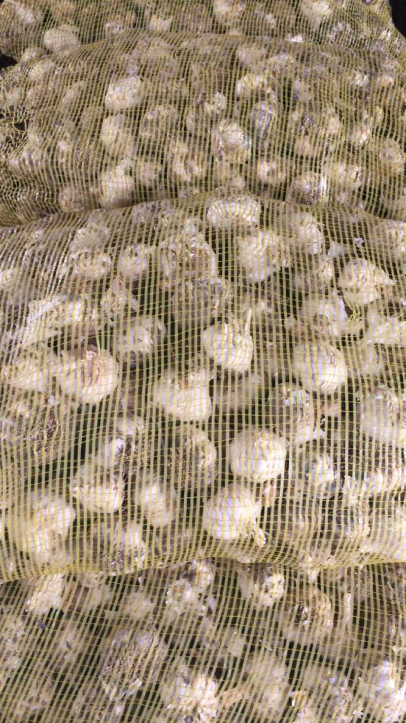紫皮大蒜