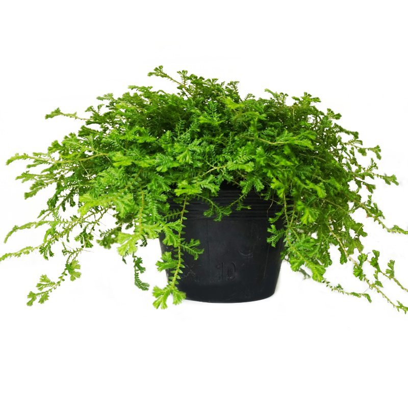 办公室室内种草绿物幸福草珊瑚蕨