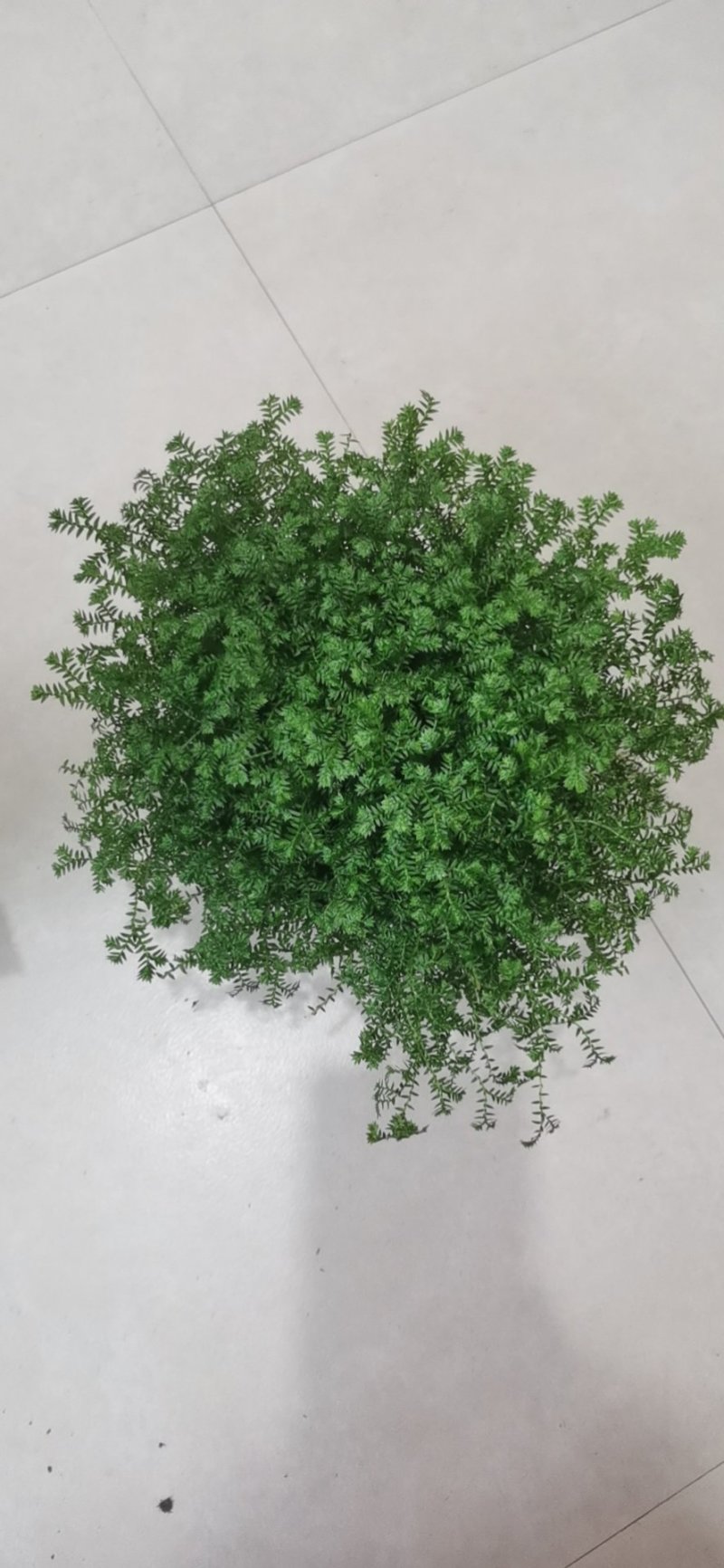 办公室室内种草绿物幸福草珊瑚蕨