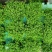 办公室室内种草绿物幸福草珊瑚蕨