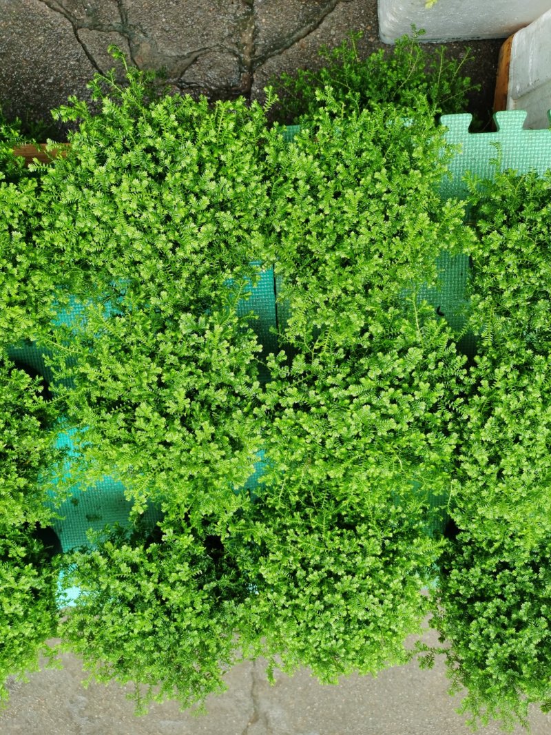 办公室室内种草绿物幸福草珊瑚蕨